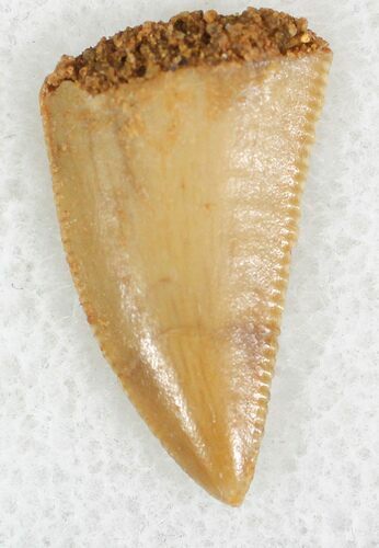 Finely Serrated Raptor Tooth From Morocco - #22986